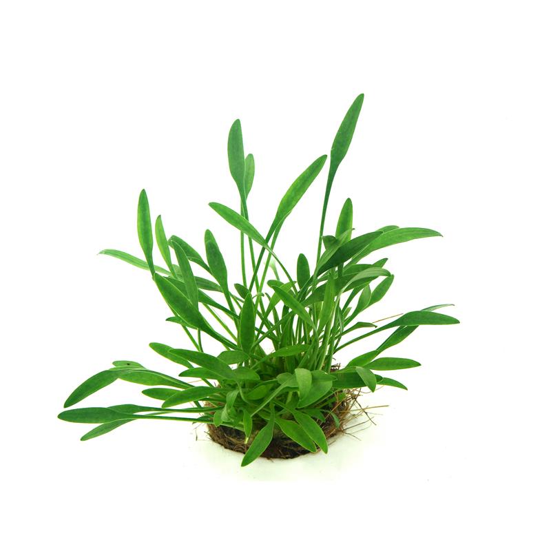 Dennerle Cryptocoryne Parva - imagine 4